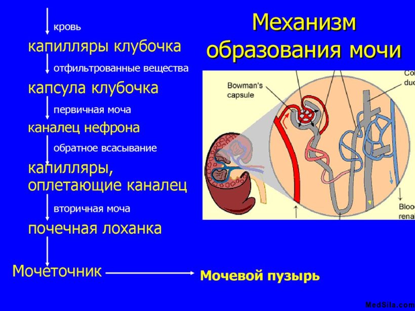 Механизм образования мочи
